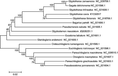 Figure 1. The consensus phylogenetic relationship of the G. cavia with other Sisoridae species. O. macropterus, P. yunnanensis, P. gracilicaudata, and P. macrotrema were used as an outgroup. The numbers along the branches are Bayesian posterior probability and bootstrap values for NJ, estimated for concatenated mitochondrial protein sequences.