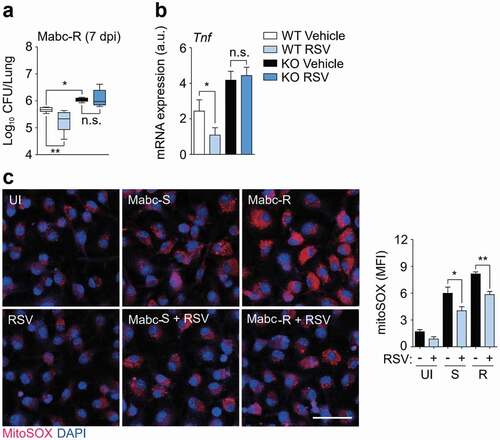 Figure 6. SIRT3 activation by RSV enhances antimicrobial responses and ameliorates mitochondrial oxidative stress during Mabc-R infection. (a and b) SIRT3 WT and KO mice (n = 4 each group) were infected with Mabc-R (1 × 106 CFU), followed by treatment with or without RSV (50 mg/kg), and monitored at 7 dpi. (a) Data are shown as log pulmonary CFUs. (b) The lung tissues of the mice were subjected to qRT-PCR analysis. (c) MitoSOX Red staining for Mabc-infected WT BMDMs in the presence or absence of RSV (20 µM). Left, representative images; right, quantitative analysis. Scale bar, 50 μm. *P < 0.05, **P < 0.01, ***P < 0.001. Non-parametric test (a and b; c right); Data represent three independent experiments (c left), and values represent means (± SEM) from three or four independent experiments performed in triplicate (a, b, and c right).