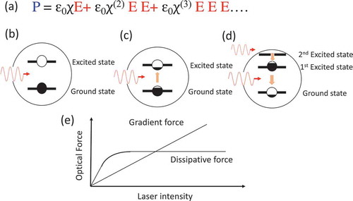 Figure 11. (a) Induced polarization P expressed by perturbation expansion of electric field E in the weak excitation regime. (b) Schematic illustration of weak excitation regimes. The occupancy probability of the excited state is significantly less than unity. (c) With an increase in the excitation intensity, the occupancy probability of the excited state increases and approaches saturation. (d) In the presence of an upper level, the occupancy probability of the first excited state can be more than half, i.e. inverted probability is possible. (e) Schematic of dependences of the dissipative and gradient forces on the incident laser intensity. The dissipative force is saturated, whereas the gradient force is not