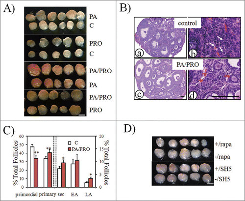 Figure 2. Increased ovarian development after PA and PRO stimulation. Paired neonatal ovaries were treated with or without mTOR stimulators, PA or PRO for 24h, followed by transplantation into kidney capsule of ovariectomized recipient mice. Transplanted ovarian grafts were collected 14 days later. (A) Isolated paired ovaries for PA (200 μM) vs. control; PRO (50 μM) vs. control; PA/PRO (200 μM/50 μM) vs. PA (200 μM); and PA/PRO (200 μM/50 μM) vs. PRO (50 μM). Bar = 1 mm. (B) ovarian histology by hematoxylin and eosin staining. (a) and (b), control ovaries; (c) and (d), PA/PRO treated ovaries. (b) and (d) are higher magnifications of (a) and (c), which showed clusters of primordial follicles (b, white arrows) in control ovaries and clusters of primary follicles (d, red arrows) in PA/PRO treated ovaries. Bar = 100 μm. (C) Distribution of follicles in ovaries treated with or without PA/PRO (n = 5). Data were shown with mean±SD. Sec, secondary follicle; EA, early antral follicle; LA, large antral follicle.*, P < 0.05; **, P < 0.01 vs. control. (D) Effects of PA plus PRO on ovarian development were blocked by mTOR inhibitor rapamycin (rapa) but not Akt inhibitor SH5. The symbol -/ indicated groups without the inhibitors. Bar = 1 mm.