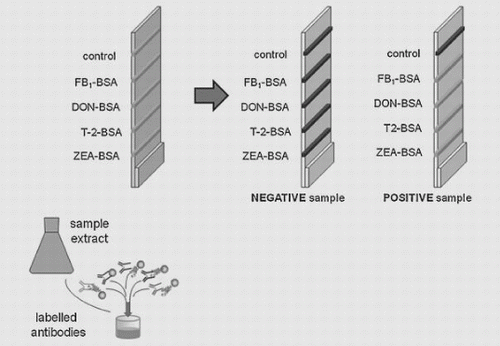 Figure 3. Schematic description of the 4mycosensor dipstick test (adapted from Lattanzio et al. [Citation18]).