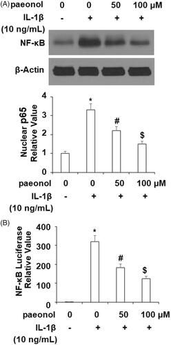 Figure 8. Paeonol suppresses activation of NF-κB. ATDC5 cells were incubated with 10 ng/mL IL-1β with or without paeonol (50, 100 μM) for 24 h. (A) Nuclear level of p65; (B) Luciferase activity of NF-κB (*, #, $, P < .01 vs. previous control group).