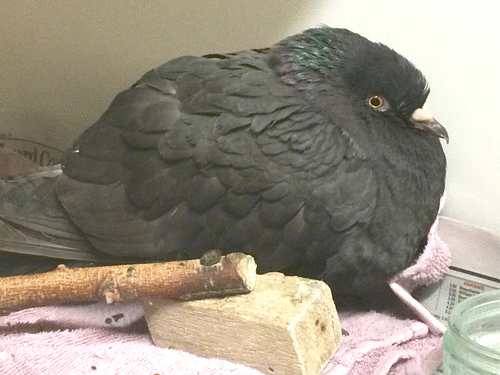 It is difficult in this case to ascertain whether this behaviour is caused by general debilitation, or pain, until diagnosis. The pigeon was diagnosed with Trichomoniasis, or ‘mouth canker’. The patient was in early stages of shock, due to being weak, dehydrated and hypothermic from having been unable to eat for so long. So the fluffed up appearance and lethargic behaviour could be a result of the illness, but there might also be potential for some oral discomfort. Photo courtesy of Vale Wildlife Hospital.