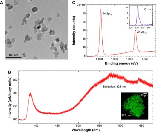 Figure 1 (A) A representative transmission electron micrograph for ZnO NPs prepared using the polyol method. (B) Single-photon excitation ~325 nm (resonant with ZnO band gap) photoluminescence from ZnO NPs shows ultra-violet (UV) emission arising from the band-edge along with more intense broad visible emission from intrinsic defects between 500 and 650 nm. The inset shows a multiphoton microscope image of Zn NPs visible luminescence excited with ~975 nm three-photon equivalent of ZnO band gap. (C) X-ray photoelectron spectra of Zn and O (shown in the inset) showed that the as-prepared ZnO NPs are non-stoichiometric with Zn vacancies.