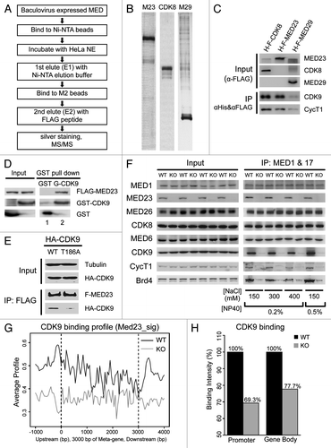 Figure 7. MED23 interacts with CDK9 in vitro and in vivo. (A) Scheme for tandem affinity purification and MS/MS to identify Mediator subunit binding proteins. (B) Baculovirus-expressed His-Flag-MED23 (M23), His-Flag-CDK8 (CDK8) and His-Flag-MED29 (M29) were purified by Ni-NTA beads and then FLAG M2 beads sequentially, as described in (A). The proteins eluted from FLAG M2 beads were analyzed by SDS- PAGE followed by silver staining. (C) The proteins eluted from FLAG M2 beads were analyzed by SDS- PAGE followed by immunoblotting with antibodies against CDK9 and Cyclin T1. (D) Soluble His-Flag-MED23 was incubated at 4 degree overnight with immobilized GST or GST-CDK9. After washing, the bound proteins were eluted by boiling and immunoblotted with the indicated antibodies. (E) Flag-Med23 plasmid was co-transfected with HA-cdk9 or its mutant HA-cdk9 (T186A) into 293T cells. Whole-cell extracts were used for immunoprecipitation with the anti-FLAG M2 beads, followed by immunoblotting using antibodies against Tubulin, FLAG or HA. (F) Nuclear extracts prepared from wild type (WT) or Med23−/− (KO) mouse embryonic stem cells were subjected to co-IP with MED1 and MED17 antibodies under various stringent wash conditions as indicated. The immunoprecipitated proteins were detected with indicated antibodies by immunoblotting. (G) ChIP-seq analysis of CDK9 enrichment on the set of genes whose expression level are regulated by MED23, in WT (black) and KO (gray) ES cells. All these genes were normalized to 3 kb for Mata-gene, with 1 kb extended upstream from TSS, and 1 kb downstream from TTS for analyzing average profile in 50 bp bins. (H) Quantitation of CDK9 binding intensity on promoter region (1 kb upstream from TSS) and gene body region (from TSS to TTS). Both are normalized to the values derived from the WT ES cells.