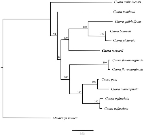 Figure 1. A maximum likelihood (ML) tree of C. mccordi in this study and other 10 closely related species was constructed based on the dataset of the whole mitochondrial genome by online tool RAxML. The numbers above the branch meant bootstrap value. Bold black branches highlighted the study species and corresponding phylogenetic classification. The analyzed species and corresponding NCBI accession number as follows: C. amboinensis (FJ763736), C. mouhotii (DQ659152), C. galbinifrons (EU809939), C. bourreti (JN865214), C. picturata (JF712890), C. mccordi (KU258498), C. flavomarginata (EU708434, KJ680321), C. pani (GQ889364), C. aurocapitata (AY874540), C. trifasciata (KC543355, KF574821), Mauremys mutica (KP938957).