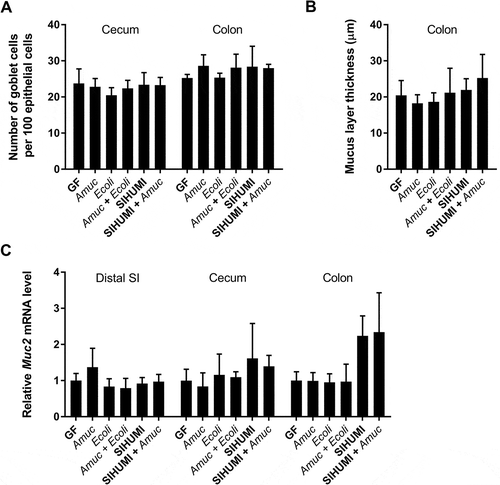 Figure 6. The mucus turnover in gnotobiotic Il10-/- mice is not influenced by A. muciniphila.(A) Ratio of acidic mucin filled goblet cells in the cecal and colonic epithelium, (B) thickness of the colonic mucus layer and (C) relative mRNA levels of Muc2 in mucosa of distal small intestine (SI), cecum and colon of germ-free (GF) Il10-/- mice, Il10-/- mice mono-associated with A. muciniphila (Amuc) or E. coli NC101 (Ecoli), Il10-/- mice colonized with E. coli NC101 after pre-colonization with A. muciniphila (Amuc + Ecoli), SIHUMI-Il10-/- mice (SIHUMI) and SIHUMI-Il10-/- mice additionally colonized with A. muciniphila (SIHUMI + Amuc). Mean ± SD, n = 3–6, *p < 0.05.