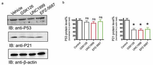 Figure 10. GSK126, EPZ-5687, and UNC1999 reduced P21 protein levels, but not P53. Western blot analysis of EZH phosphorylation levels in THP-1 cells treated with 1 µM of GSK126, UNC1999, and EPZ-5687. Protein signals for P53, P27, and P21 were detected and normalized to total β-actin (loading control)