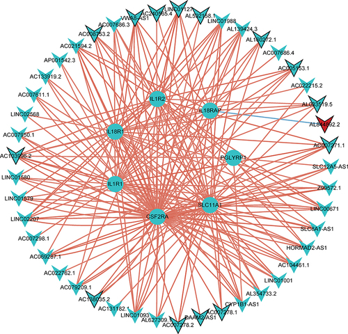 Figure 8 The hub mRNA-lncRNA co-expression sub-network. Seven genes (IL18R1, IL18RAP, SLC11A1, CSF2RA, IL1R2, PGLYRP1, and IL1R1) were included. Circle, V-shape, red and blue represents DEmRNA, DElncRNA, up-regulation and down-regulation, respectively.