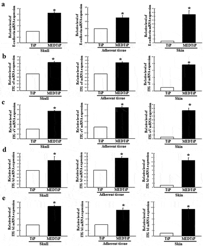 Figure 10. Expression of integrin and E-cadherin in MEDTiP-implanted calvarial defect rats. The levels of integrin αV (a), integrin α5 (b), integrin β1 (c), integrin β3 (d), and E-cadherin (e) transcripts were detected in the total mRNA of three different tissue types by performing quantitative real time-PCR (qRT-PCR) with specific primers. Two to three rats per group were used to prepare the total RNAs, and qRT-PCR was performed in duplicate for each sample. Data are reported as the mean ± SD. *, p < 0.05 relative to the TiP-implanted group. Abbreviations: TiP, Titanium plate, MEDTiP, MED-coated titanium plate, ITG, integrin.