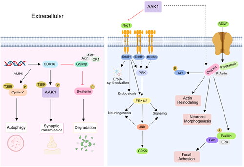 Figure 4. AAK1 participates in CDK16 and Nrg1 signalling pathway. Left, the phosphorylation of AAK1 Thr389 was controlled by CDK16, which was involved in the regulation of neuronal synaptic transmission. Right, AAK1 inhibits the Nrg1/Erbb4-dependent neurotrophic factor signal transduction. Inhibition of AAK1 results in the sustained activation of downstream signalling by ErbB4, leading to enhanced Nrg1-mediated neurogenesis.