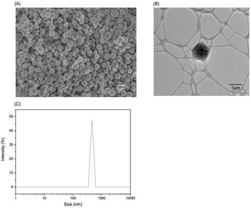 Figure 3. Characterization of the drug carrier using different characterization techniques. (A) FE-SEM image at 8000x magnification. (B) TEM image at 4000x magnification. (C) DLS spectrum of the drug carrier having a mean hydrodynamic diameter of 476.9 nm ± 28.7 and a PDI of 0.51.