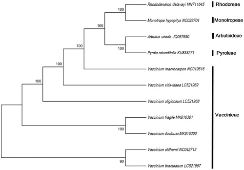 Figure 1. Phylogenetic tree based on the complete chloroplast genome sequences of 11 Ericaceae species. All sequences were downloaded from NCBI’s GenBank.