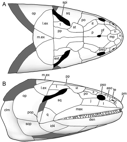 FIGURE 7. Harajicadectes zhumini. Reconstructed skull and pectoral girdle in A, dorsal and B, lateral view.