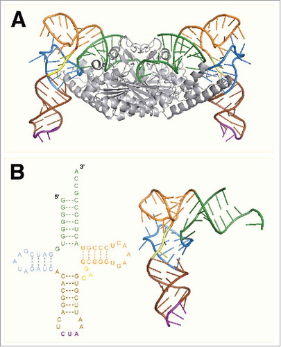 Figure 3. (A) The crystal structure of PylSc in complex with tRNAPyl from Desulfitobacterium hafniense (PDB: 2ZNI). (B) The crystal structure of tRNAPyl from D. hafniense. The secondary structure features of tRNAPyl are colored: green, acceptor stem; blue, D arm; brown, anticodon stem; purple, anticodon; yellow, variable loop; orange, T arm.