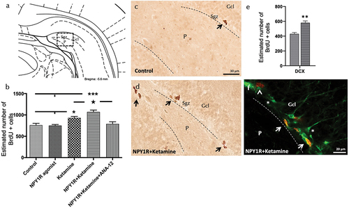 Figure 4. Enhancing neurogenesis in the ventral dentate gyrus through intranasal Co-administration of NPY1R agonist and ketamine.