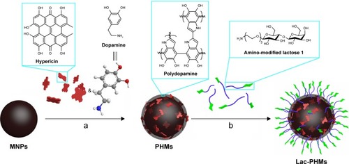 Figure 1 Schematic representation of the fabrication of Lac-PHMs.Notes: a) Tris–HCl buffer (pH 8.5), dark, room temperature, stirring, 3 hours; b) Tris–HCl buffer (pH 8.5), dark, room temperature, stirring, 6 hours.Abbreviations: MNPs, magnetic iron oxide nanoparticles; PHMs, hypericin-entrapped polydopamine–MNP composite nanoparticles; Lac-PHMs, lactose-modified PHMs.