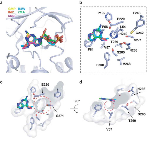 Figure 4. Molecular docking for the 6ʹ-purine derivatives on the structure of AtADAL-D295N-GMP. (A) The binding site of different 6ʹ-purine derivates by docking with Schrodinger suite. (B) Amino acids that lining the 6ʹ-purine derivatives binding pocket in AtADAL-D295N. (C) An electrostatic surface view of the depth of the binding pocket circled in red dashes. (D) An electrostatic surface view of the structure in panel C rotated by 90°. A small hydrophobic interspace, which might accommodate the reaction intermediate, is circled in red dashes
