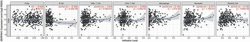 Figure 4. Correlation of SERPINH1 expression with immune infiltration level in STAD (stomach adenocarcinoma). SERPINH1 expression is significantly negatively related to B cells and has a very weak correlation with macrophages and dendritic cell infiltration levels in STAD. But SERPINH1 expression has no significant correlations with tumor purity and infiltrating levels of CD8 + T cells, CD4 + T cells, and neutrophils in STAD.