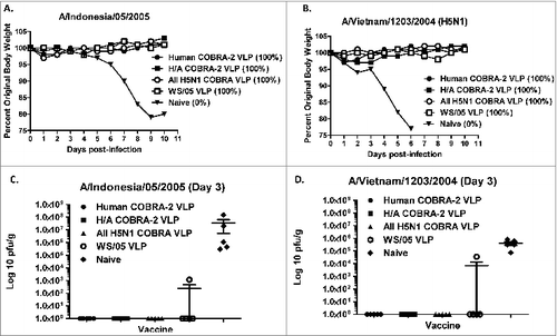 Figure 4. Highly pathogenic H5N1 influenza virus challenge of mice. BALB/c mice (5 mice/group) vaccinated at weeks 0 and 4 with each vaccine plus alum adjuvant were infected with 5 × 10e+6 PFU of the highly pathogenic clade 2.1 H5N1 virus A/Whooperswan/Mongolia/244/2005 (WS/05) or the clade 1 H5N1 virus A/Vietnam/1203/2004 (VN/04). Mice were monitored daily for weight loss (A and C) and viral lung titers on selected mice on day 3 post-infection (B and D). Statistical significance of the antibody titer data was determined using 2-way analysis of variance followed by the Bonferroni posttest to analyze differences between each vaccine group for each of the different antigens that were tested (multiparametric). Significance was defined as P < 0.05. Statistical analyses were performed with GraphPad Prism software.