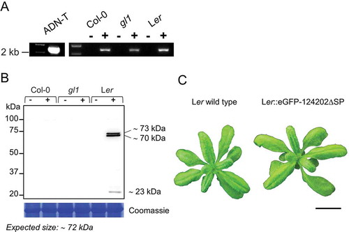 Fig. 3 (Colour online) Representative results showing background-dependent expression of recombinant 124202 in A. thaliana. (a) PCR genotyping of A. thaliana transformants harbouring the eGFP-124202ΔSP construct (−/+: non transgenic/transgenic plant). The full-length coding sequence of eGFP-124202ΔSP (~ 2.0 kb) was amplified. (b) Immunodetection of eGFP-124202ΔSP in A. thaliana seedlings (−/+: non-transgenic/transgenic plant). Proteins extracted from 12-day-old plantlets grown on agar plates were analysed by Western blot with an anti-GFP antibody. Coomassie blue-stained RuBisCO large subunit was used as a loading control. (c) Pictures of 4-week-old non transgenic and homozygous transgenic Ler plants grown 23°C. Scale bar: 1 cm.