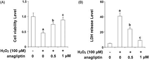 Figure 6. Anagliptin (0.5, 1 μM) protects N2a/Swe.D9 cells against secondary insult by H2O2. Cells were stimulated with H2O2 (100 μM) with or without anagliptin (0.5, 1 μM) for 24 h. (A). Cell viability as determined by MTT assay; (B). Leakage of LDH as examined using a kit (a, b, c, p < .01 vs. the previous group).
