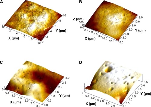Figure 5 Alveolar macrophage surface topography measured by semi-contact atomic force microscopy.Notes: (A) Control; (B) after instillation of 10 nm magnetite; (C) after instillation of 50 nm magnetite; (D) after instillation of 1 μm magnetite particles.