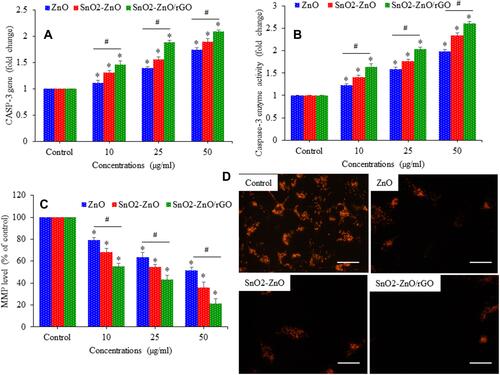 Figure 8 Apoptotic potential of ZnO NPs, SnO2-ZnO NPs, and SnO2-ZnO/rGO NCs in MCF-7 cells. Cells were treated for 24 h to different concentration of these samples (10–50 µg/mL). (A) mRNA expression level of CASP3 gene. (B) Activity of caspase-3 enzyme. (C) Quantitative data MMP. (D) Fluorescent cellular images of Rh-123 (MMP indicator) probe after exposure to 50 µg/mL of same samples for 24 h. (Scale bar presents 50 µm.) Data represented as mean ±SD of five independent experiments (n=5). *p<0.05 control vs treated groups and #p<0.05 pure ZnO NPs vs SnO2-ZnO/rGO NCs.