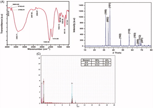 Figure 3. (A) FT-IR spectrum of the ZnO-NPs, (B) characterization of the ZnO-NPs by XRD analysis, and (C) EDX observation of ZnO-NPs.