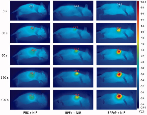 Figure 8. Photothermal images of MCF-7 tumor-bearing mice irradiated via 808 nm NIR laser after 12 h of drug administration.