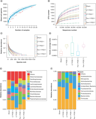 Figure 5. Changes in the gut microbiota of recipients after severe steatotic liver transplantation. (A) Species accumulation boxplot. The flat position of this box chart indicates that species in this environment will not significantly increase with increasing sample size, hence sampling was sufficient for data analysis. (B) Rarefaction curve. (C) Rank abundance curve. (D) Good coverage index reflecting adequate sequencing depth. (E) Species abundance at the family level. (F) Species abundance at the phylum level.POD 1: Postoperative day 1; POD 7: Postoperative day 7.