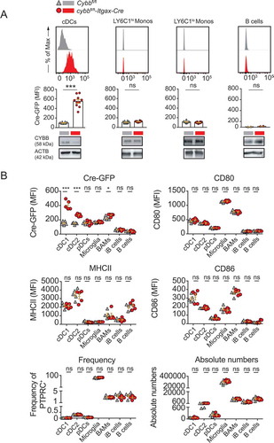 Figure 1. Cre recombinase efficiently targets conventional DCs in cybbfl/fl-Itgax-Cre animals. (A) Representative histograms depicting Cre-GFP expression of either ITGAXhi MHCIIhi splenic DCs (cDCs), LY6C1hi ITGAM+ monocytes (LY6C1hi Monos), LY6C1lo ITGAM+ monocytes (LY6C1lo Monos) or CD19+ MHCII+ B cells in Cybbfl/fl (gray) or cybbfl/fl-Itgax-Cre (red) mice in steady-state (upper panel). Quantification of Cre-GFP median fluorescence intensity (MFI) in splenic leukocyte subsets. Each data point represents one individual animal (middle panel). Western blot analysis for protein expression of CYBB in the respective cellular compartments is shown. ACTB served as a loading control (lower panel). Statistical analysis: Unpaired two-tailed Student t-test was applied. Mean ± SEM is depicted. ns, not significant: P > 0.05; ***P < 0.001. (B) Quantification of MFI for Cre-GFP, MHCII, CD80, and CD86 in CNS-resident immune cell subsets. Each data point represents one individual animal. One representative out of 3 experiments is shown. Statistical analysis: Unpaired two-tailed Student t-test was applied. Mean ± SEM is depicted. ns, not significant: P > 0.05; *P < 0.05; ***P < 0.001. cDC, conventional dendritic cells; BAMS, border-associated macrophages; iB cells, immature B cells