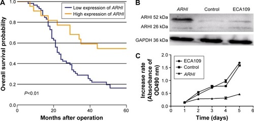 Figure 2 (A) Kaplan–Meier analysis of the correlation between ARHI expression level and overall survival; (B) the relative expression levels of ARHI were determined by western blotting; (C) cell proliferation was assessed daily for 5 days using the Cell Counting Kit-8 assay in ESCC cells.
