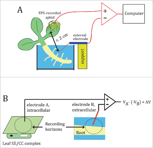 Figure 1. The Electrical Penetration Graph (EPG) rig for recording salt-induced electrical signals in plants. (A) General configuration of the EPG, as set up for this study. The EPG measures the potential difference between a fine intracellular electrode specific for the SE/CC complex (represented by the aphid stylet), and a coarse external copper electrode inserted into the root medium, in this case an aqueous medium. (B) Diagram showing the recording horizons (not to scale) of the intracellular and external EPG electrodes. Since the electrode's recording horizon is positively correlated with the electrode diameter,Citation16 it is reasonable to assume that the large EPG soil electrode (Ø ∼1.5 mm) (electrode B) must be able to detect the electrical activity arising from potentially several cell layers of the area(s) of the root in close proximity, whereas the aphid stylet (electrode A), senses the electrical potential within a small area within the SE/CC complex into which it is inserted – through its watery food and salivary canals with diameters of c. 1 and 0.5 µm, respectively. Electrode A feeds into the non-inverting input of the EPG operational amplifier, whereas electrode B feeds into the inverting input. In this manner, the output of the EPG is the difference between the potentials sensed by electrodes A and B, after reversing the sign of the potential recorded by electrode B. A signal can originate from a potential generated by ionic currents within the recording horizon of electrode A, electrode B, or both.