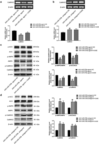 Figure 4. MiR-378b mediated the activation of CADE on the CaMKK2-AMPK signaling pathway in vivo. (a, b) mRNA expression levels of CaMKK2. (c, d) Western blot analysis of the protein expression of CaMKK2.