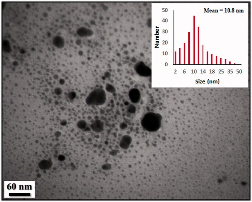Figure 5. TEM image of biosynthesized Cu NPs and its particle size distribution histogram (inset).