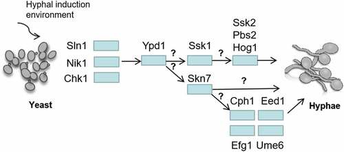 Figure 6. Regulation of C. albicans hyphal development by two-component system. Sln1p, Nik1p and Chk1p transfer the regulation signals to RR through Ypd1p. It is still unknown how to distinguish and transmit signals to the downstream RR (Ssk1p and Skn7p). The hyphal forms of NIK1 mutant cultured in 30°C liquid media is similar with the wild-type strain, while it was defective on a solid agar at 37°C. CHK1 mutants and SSK1 mutants have a hyphal formation defect on solid medium, but they can develop hyphae and flocculate extensively in liquid media. The deletion of YPD1 increased the hyphae formation and flocculation in liquid media. Overexpressing SKN7 in EED1, EFG1, CPH1 and UME6 mutants did not show the similar wrinkled and contained filamentous cells compared to that in wild type strain, suggesting that EED1, CPH1, UME6 and EFG1 are essential for SKN7 function in morphogenesis, but the mechanisms are still unknown