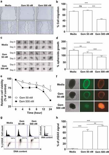 Figure 1. In vitro effects of Gem on TC-1 cells. (a) Regenerative growth (cell migration) following disruption of TC-1 cell monolayers incubated in the presence of 50 nM or 500 nM Gem for 15 h. Cells cultured in RPMI medium plus 10% FBS were used as reference controls. (b) Relative TC-1 monolayer regeneration based on the experiment described in (A). Values represent the percentage of TC-1 cells that migrated after Gem treatment. The error bars correspond to the SEM of 8 experiments. (c) Multicellular three-dimensional (3D) spheroids of TC-1 cells cultured for three days with or without Gem at 50 nM or 500 nM. Control cells were cultured in the medium alone. (d) Quantification of TC-1 spheroid growth after treatment with Gem. The dashed line represents the initial area of TC-1 spheroids before treatment with Gem. The values are the mean ± SEM of 6 experiments. (e) Sensitivity of TC-1 cells to Gem (50 nM and 500 nM) evaluated by a WST-1 assay at different time points after exposure. Nontreated cells were used as a control to normalize the values measured for treated cells. (f) Bright-field (left images) and fluorescence microscopy images (central – acridine orange, right – ethidium bromide) of TC-1 3D spheroids to evaluate morphology (density) and viability, respectively, three days after cultivation with or without Gem for three days. (g) TC-1 cell cycle arrest promoted by Gem. Representative histograms of cell cycle profiles (top line) and representative immunostaining for γH2AX (bottom line) to detect genotoxic stress in TC-1 cells by flow cytometry after 24 h of treatment with Gem (50 or 500 nM). (h) Quantification of γH2AX levels in the cells described in (G). All data are presented as the mean ± SEM based on 2 independent experiments performed in triplicate. Statistical significance: (**) p < .01 and (***) p < .001 by ANOVA. (ns) Non-significant