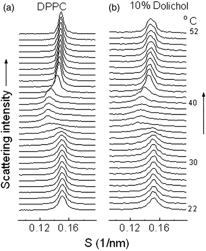 Figure 2.  Plots of successive small-angle X-ray scattering intensity profiles versus reciprocal spacing recorded of a fully hydrated dispersion of dipalmitoylphosphatidylcholine (a) and a codispersion of 10 mol% dolichol C95 in dipalmitoylphosphatidylcholine (b) recorded during a heating scan at 2°/min. Each diffraction pattern represents scattering accumulated in 7 seconds.