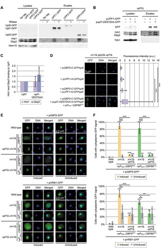 Figure 3. Gbp2 and Hrb1 seem to take part in NMD in the cytoplasm. (A) Gbp2 and Hrb1 co-precipitate with all three Upf proteins. Western blot analysis of co-IPs of Gbp2 and Hrb1 with GFP-tagged Upf1, Upf2 and Upf3 are shown. GFP-tagged Upf-proteins were not detectable in the lysates. Hem15 served as a negative control. (B) The interaction of Gbp2 and Upf1 increases when the ATPase activity of the helicase is defective. A western blot of a Upf1-GFP and upf1-DE572AA-GFP IP and Gbp2 and Hrb1 co-precipitation is shown. (C) The binding of Gbp2 and Hrb1 with upf1-DE572AA shown in (B) was quantified from independent experiments. n = 7. The signal intensities of the Gbp2 and Hrb1 bands were related to the corresponding Upf1- or upf1-DE572AA-GFP pull-down signals. (D) Upf1 and Gbp2 physically interact. Split-GFP experiments with the indicated plasmids are shown. Cells expressing either N-GFPsplit or C-GFPsplit alone were used as negative controls. The experiments were performed in xrn1∆ cells to reduce the degradation of PTC-containing transcripts after NMD initiation. If indicated, pPGAL1:CBP80PTC was induced for 2 h to increase the presence of PTC-mRNAs. The signal of 100 cells was quantified per experiment. n = 3. (E) Both Gbp2 and Hrb1 mislocalize to the cytoplasm when PTC-containing transcripts cannot be degraded efficiently. GFP-tagged Gbp2 and Hrb1 were localized by fluorescence microscopy in wild type, xrn1∆ and upf1∆ xrn1∆ cells in the presence or absence of the indicated PTC-reporter plasmids. Cell cultures were split in two and expression of the reporter constructs was induced for 2 h in one sample. (F) Quantification of the experiments shown in (E). Error bars represent the standard deviation between independent experiments with 100–200 analysed cells per experiment. n = 3. See also Fig S3D