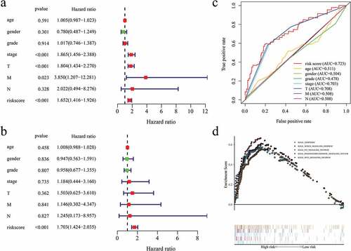 Figure 8. (a) Univariate Cox regression analysis of risk score in HCC. (b) Multivariate Cox regression analysis of risk score in HCC. (c) ROC curves comparing the prognosis predictive value of the risk model and different clinical features in HCC. (d) KEGG pathway analysis of 5 identified EAGs.