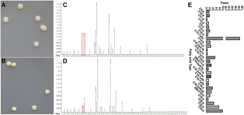 Figure 4 The cell wall of M12 mutant was changed. Single colony phenotype of (A) M12 mutant and (B) wild-type M. smegmatis mc2 155 strains. (C/D) The fatty acid analysis results of (C) M12 mutant strains and (D) wild-type M. smegmatis mc2 155. Red boxs indicate a significant change in the abundance of components of the content. (E) Changes of fatty acid content in cell wall of M12 mutant compared with Mycobacterium smegmatis MC2 155.