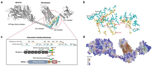 Figure 5. Protein docking and predicted active sites between MYO1C and Rhodopsin. (a, b) MYO1C and Rhodopsin structure shown in cartoon and sticks view. The active interaction interface was marked and domains of MYO1C are indicated by python script and PyMOL command line. The amino acid residues in active site annotated in yellow for Rhodopsin and Cyan for MYO1C. The putative active binding site of MYO1C -Rhodopsin interaction was obtained in the PyMOL Molecular Graphics System, Version 2.0 Schrodinger, LLC. The protein-protein docking analysis was performed using HADDOCK 2.4 (Citation141,Citation142). (c) The active interaction interface amino acid residues of Rhodopsin and MYO1C showing amino acid residues with a spectrum of hydrophilicity and hydrophobicity. The protein-protein docking analysis was performed using HADDOCK 2.4 (Citation141). The hydrogen bond and hydrophobic interactions plays a critical role in stabilizing the complex. (d) To understand the residual contributions in terms of hydrophobicity or hydrophilicity the MYO1C and Rhodopsin molecule complex was surface visualized with Discovery studio visualizer version v21.1.0.20298 (BIOVIA, San Diego, CA, USA) (Citation143). The complete structure of both MYO1C and Rhodopsin was acquired using Swiss homology modeling (Citation144) and target human protein sequences of MYO1C (UniProt: O00159) and Rhodopsin (UniProt: P08100) and template of available PDB structures of Homo sapiens MYO1C (4BYF), Mus musculus MYO1C tail (4R8G), and for Rhodopsin, PDB structure of Bos Taurus Rhodopsin (2PED).