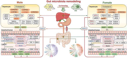 Figure 9. Gut microbiota remodeling by co-housing reverses the dysregulation of systemic BA homeostasis induced by aging.