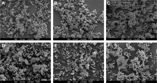 Figure 2 Scanning electron micrographs of megestrol acetate solid dispersion nanoparticles prepared using the SAS process.
