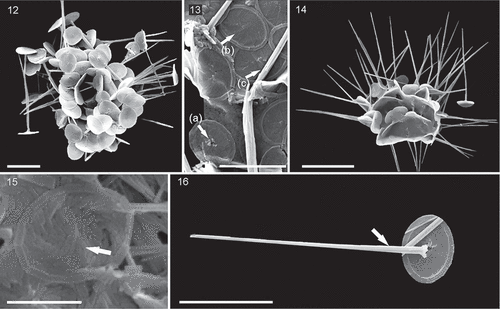 Figs 12–16. SEM micrographs of Palusphaera probertii sp. nov