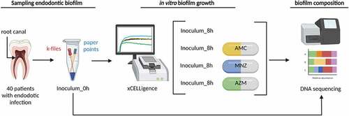 Figure 1. Workflow for microbial analysis of endodontic infections. A schematic view of sample collection, processing, growth and analysis is shown for the antibiotic susceptibility tests, performed with the conditions optimized in the initial set up experiments (1:2 sample dilution and growth for a period of 8 hours). In short, samples from the inside of the necrotic teeth canals were obtained, and the files and paper points with the sample were placed in an Eppendorf tube with PBS. An aliquot was taken from each sample and used for the study of microbial composition by 16S rRNA gene Illumina sequencing. Samples were also inoculated into the wells of E-plates from a xCelligence® RTCA system and incubated at 37°C for 8 hours to study the dynamics of endodontic biofilm formation. Each well contains 100 µl of culture medium with each of the three antibiotics tested (AMC- medium with amoxicillin-clavulanic acid, MNZ- medium with metronidazole and AZM- medium with azithromycin), 100 µl of sample cell suspension (inoculum) and 50 µl of sterile mineral oil to facilitate the creation of anaerobic conditions. Once the biofilm reached the stationary phase (8 hours), the biofilm attached to the bottom of the well was collected for DNA extraction and 16S rRNA gene sequencing, which was carried out using Illumina Miseq followed by bioinformatics analysis with compositional analysis.