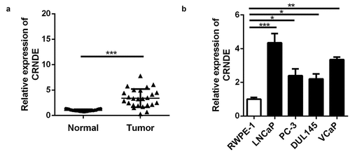 Figure 1. The lncRNA CRNDE expression was up-regulated in PC. RT-PCR analysis was performed to measure the expression of lncRNA CRNDE in PC tissues (a) and cells (b).*p < 0.05, **p < 0.01, ***p < 0.001. Each cell experiment was repeated for 3 times