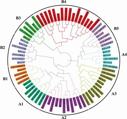 Figure 3. Phylogeny of Aux/IAA proteins from B. striata, A. thaliana and D. officinale.