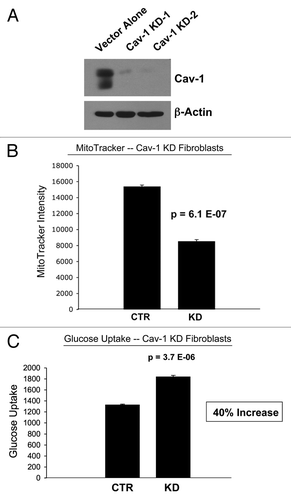 Figure 12 A loss of Cav-1 drives mitochondrial dysfunction and increased glucose uptake in stromal fibroblasts. (A) Western blot analysis shows the targeted stable knock-down of Cav-1 in human stromal fibroblasts, using an siRNA-based approach. Immuno-blotting with β-actin is shown as a control for equal loading. (B) Cav-1 knock-down fibroblasts show a ∼1.8 fold reduction in mitochondrial activity, as measured with the MitoTracker probe, relative to control vector fibroblasts. (C) Cav-1 knock-down fibroblasts show a ∼1.4-fold increase in glucose uptake, using NBD-2-deoxy-glucose, relative to control vector fibroblasts.